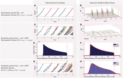 Stochastic Individual-Based Modeling of Bacterial Growth and Division Using Flow Cytometry